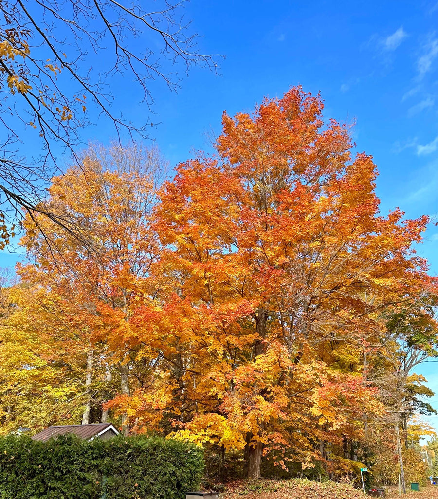 ADDICTION CRISIS IN CANADA - CAN IT BE SOLVED?