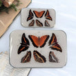 Load image into Gallery viewer, Firefly Notes Notions Tin Large Firefly Notes - Orange Butterfly Notions Tin joeriaknits
