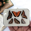 Load image into Gallery viewer, Firefly Notes Notions Tin Large Firefly Notes - Orange Butterfly Notions Tin joeriaknits
