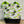 Load image into Gallery viewer, JOERIA KNITS Tote Bags Black Sheep JOERIA KNIT and CROCHET KITS FOR BEGINNERS joeriaknits
