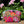 Load image into Gallery viewer, Joeriaknits Storage Pouches Straw Flower Large Zipper Storage Pouch: Handcrafted joeriaknits
